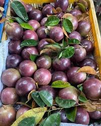 Vú Sữa Lò Rèn Cần Thơ
