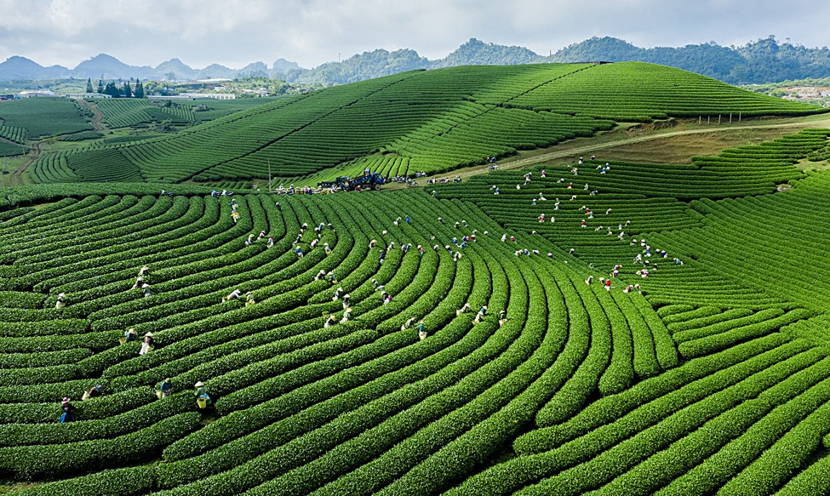 Những điểm du lịch nổi tiếng ở mộc châu