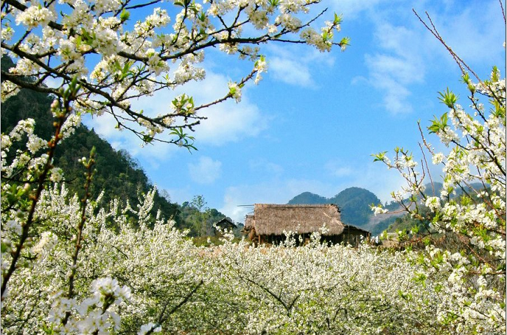 Thời điểm lý tưởng để khám phá mộc châu