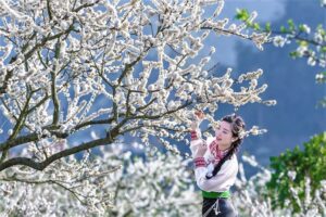 Vui chơi tại các vườn mận và điểm du lịch cộng đồng